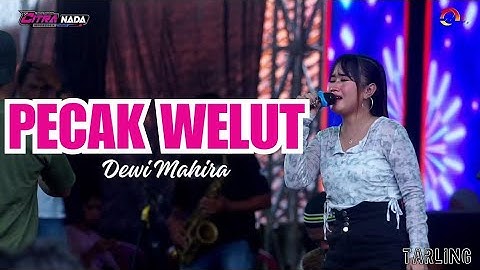 PECAK WELUT ~ DEWI MAHIRA // CITRA NADA LIVE DUKUH ANJUN KALER - MALAHAYU // BANJARHARJO - BREBES