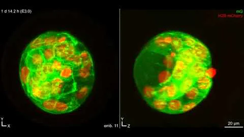 In toto live-cell time-lapse imaging of mouse pre-...