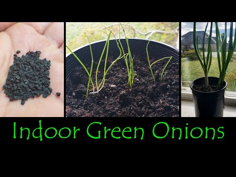 Video: Growing Green Onions Indoors