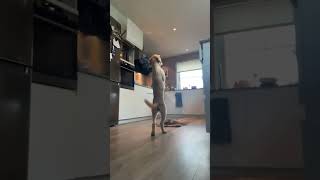 Dog walks on two feet across kitchen in Nittedal, Norway