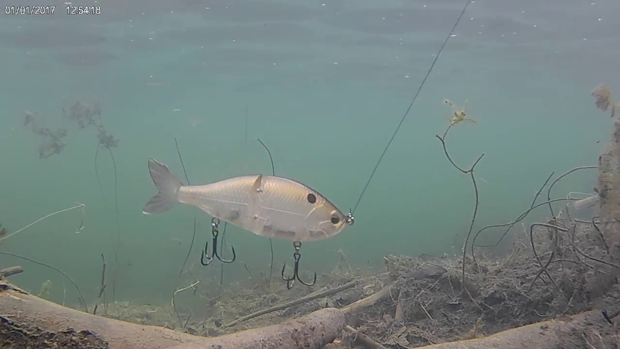 My Swimbait Arsenal (underwater footage of 13 swimbaits!!)