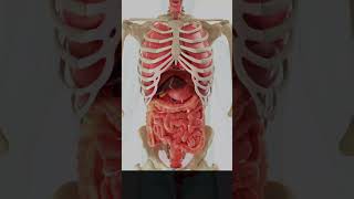 Organ Dalam Tubuh Manusia#shorts #organ #manusia