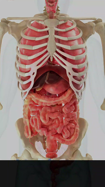 Organ Dalam Tubuh Manusia#shorts #organ #manusia