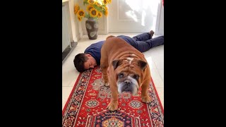 Owner Pretends To Pass Out To Prank His Dog But The Dog Just Turns His Back On Him