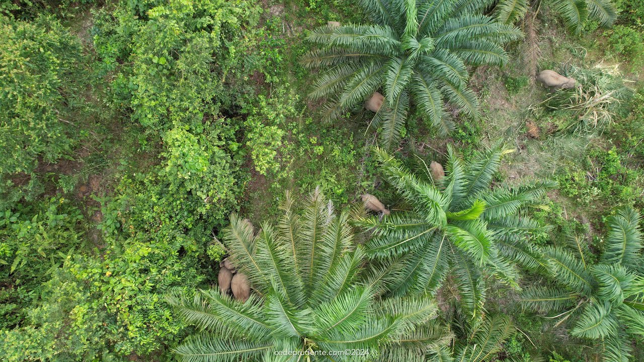 Bornean elephant raid oil palm plantation