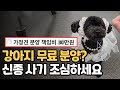 강아지 분양 책임비? 가정견 분양에 대한 진실