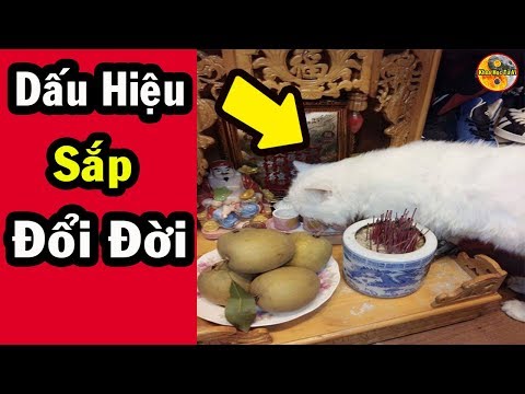 Video 8 Điềm Báo Sắp Trúng Số Độc Đắc Tiền Tỷ Rơi Trúng Đầu... - youtube