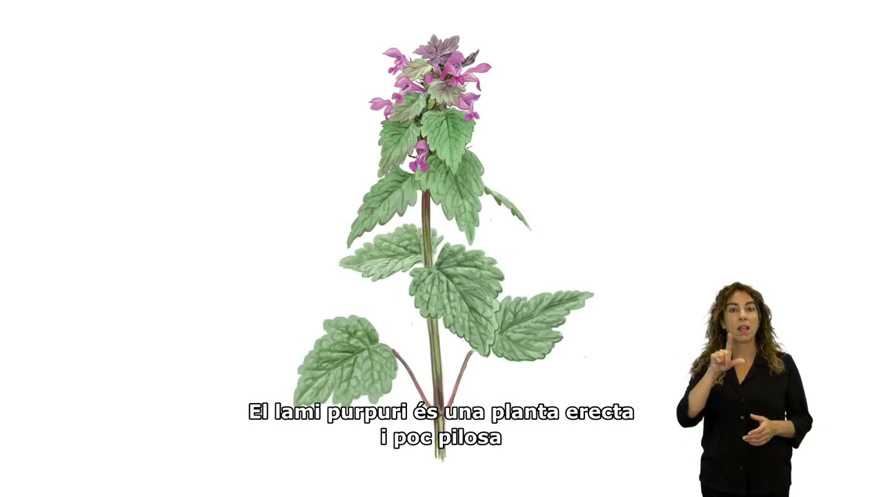 Faristol 2 – Nova zona d'estada de les Hortes de Santa Eugènia. Català.