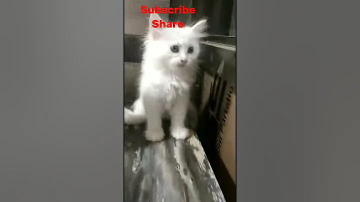 Watch the video about BEAUTIFUL WHITE PERSIAN KITTENS AVAILABLE CHECK DESCRIPTION.
