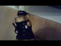 Gemmy 2002 Dancing Hamster Sarge Glitching Audio Rip With Footage