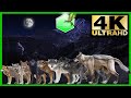 Wolfs species comparison living extinct