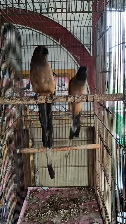 BURUNG PENTET RAJA, EKOR 50CM