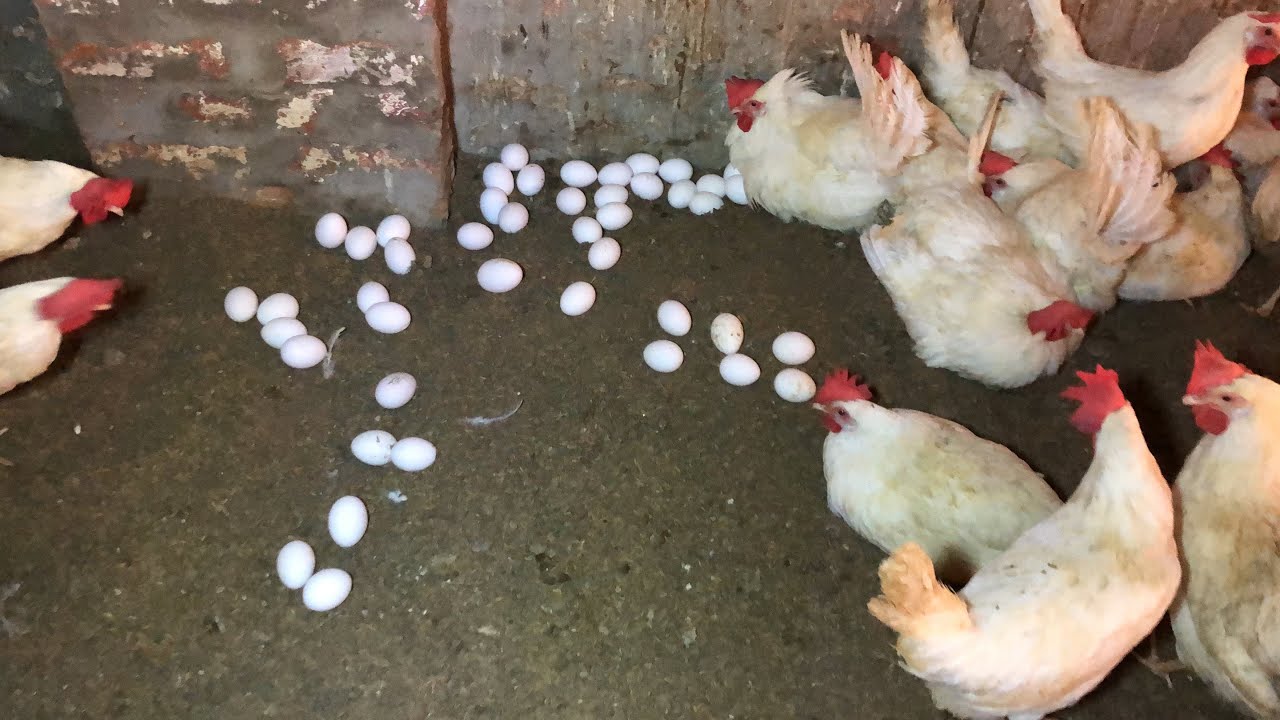 Raising Chickens For Eggs | Collecting Chicken Eggs | Food For Egg ...