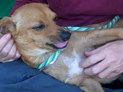 dog adoption mauritius RESCUED! A5070701 Iggy | Chihuahua
