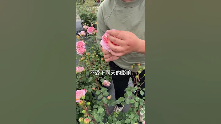 【海妈植物推荐56】阳台也能爬花墙，香味浓郁亚伯拉罕| Rose Abraham Darby - 天天要闻