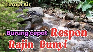 TERAPI AIR, Burung Cepat Respon dan Langsung Rajin Bunyi, Suara Air