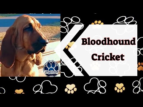 bloodhound~-cricket-~-wilmington-dog-trainers:-2-week-board-and-train