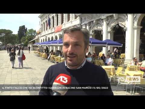 IL FINTO FALCO CHE HA SCONFITTO I GABBIANI IN BACINO SAN MARCO | 11/05/2022