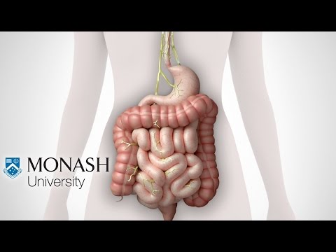 IBS symptoms, the low FODMAP diet and the Monash app that can help