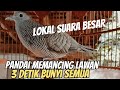 Perkutut Lokal gacor suara besar| Ampuh Memancing Lawan ikut bunyi