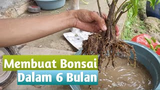 Membuat Bonsai Beringin Dalam 6 Bulan screenshot 4