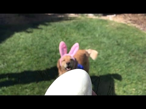 Fritz Tries to Catch an Easter Egg