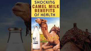 Camel milk benefits sugarkailaj diabetes kidneyhealth hearthealth trendingshorts viralshort