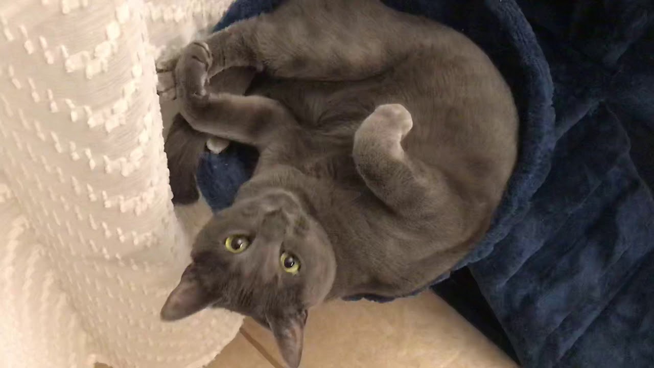 Noodle flipping out in her bowl YouTube