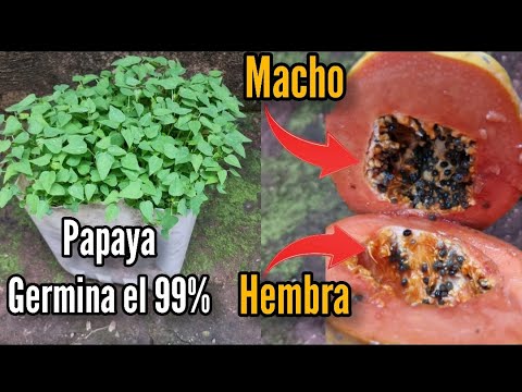 Video: ¿Se puede cultivar un árbol de papaya a partir de una semilla? Aprende cuándo sembrar semillas de papaya