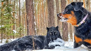 Luna, Venza and a bald eagle walk through the forest (part 2) (ENG SUB) by Luna_the_pantera 81,994 views 1 month ago 10 minutes, 56 seconds