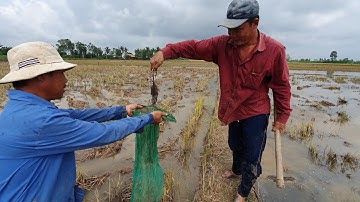 Bắt Chuột Đồng Mùa Lúa Chín Về Làm Món Lai Rai Cuối Ngày|| TCNTV #54