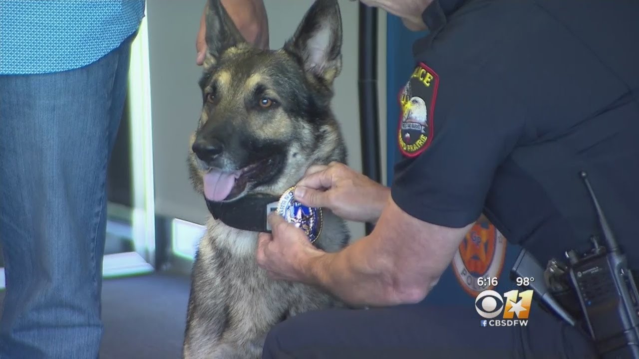 Former Pound Pup Grand Prairie Police Dog YouTube