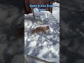 Florida dog in the fresh snow.  Mini golden doodle plays in the powder snow