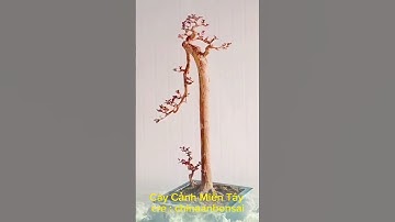 Cây Ổi dáng nhân văn đẹp mắt ! #bonsai #caycanh #caycanhbonsai #dlbd #bonsaitree #caydocla