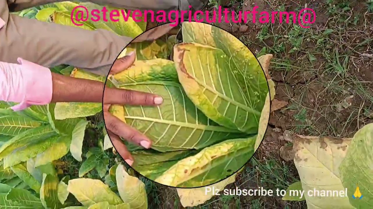 Agriculture knowledge and experience About of Tobacco 