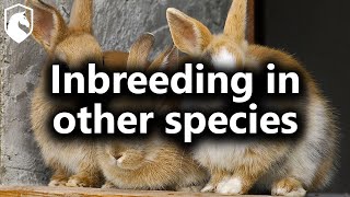Inbreeding is overrated as a problem in other animals (from Livestream Q&amp;A #177)