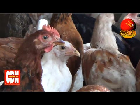 HARGA JUAL AYAM JAWA SUPER LEBIH STABIL