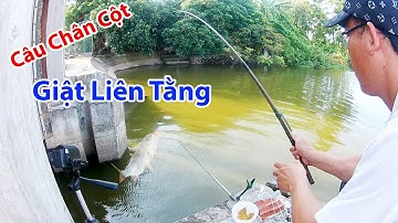 Câu Cá Sông | Câu Cửa Cống Cá Rất Nhiều