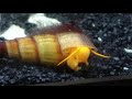 Rabbit snail update pdate 25  picky eaters