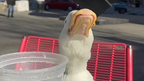 Duck Drinking Water 💦 (wrinkle the duck asmr)