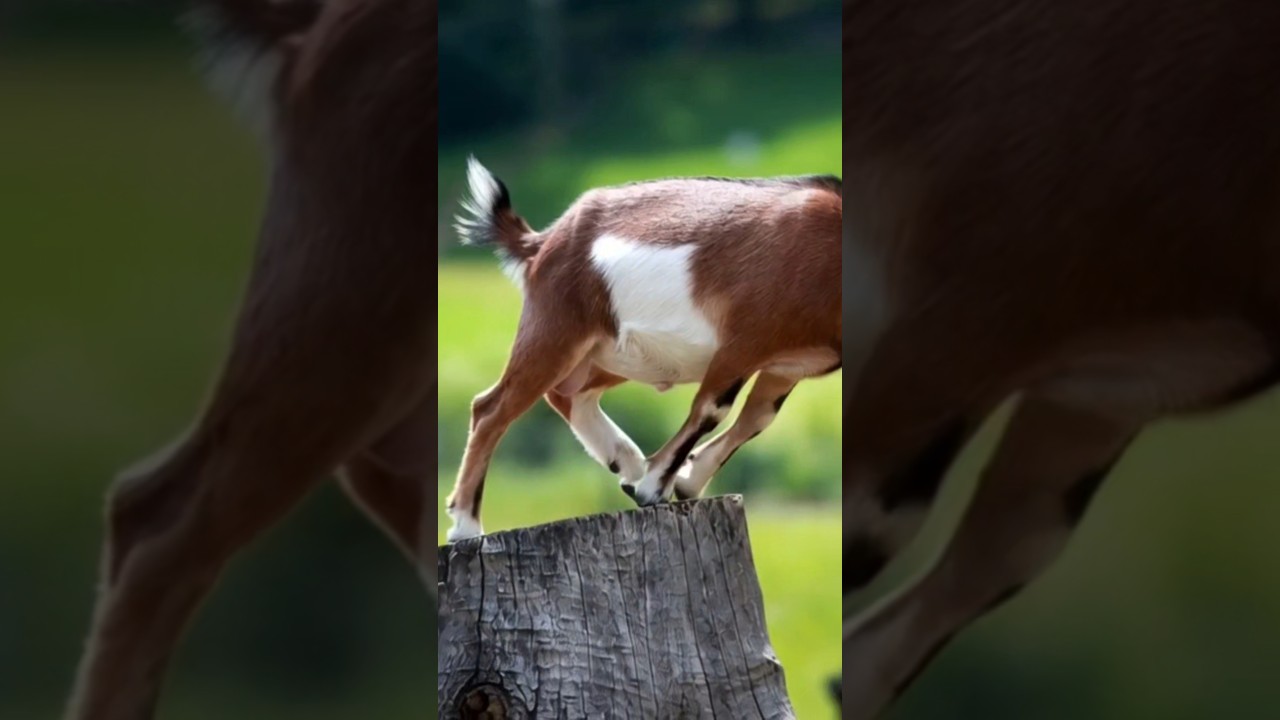 BoldBoticsBroken Dog" Vibe think my dogs came with the wrong instructions"Award" Vibe "And the award