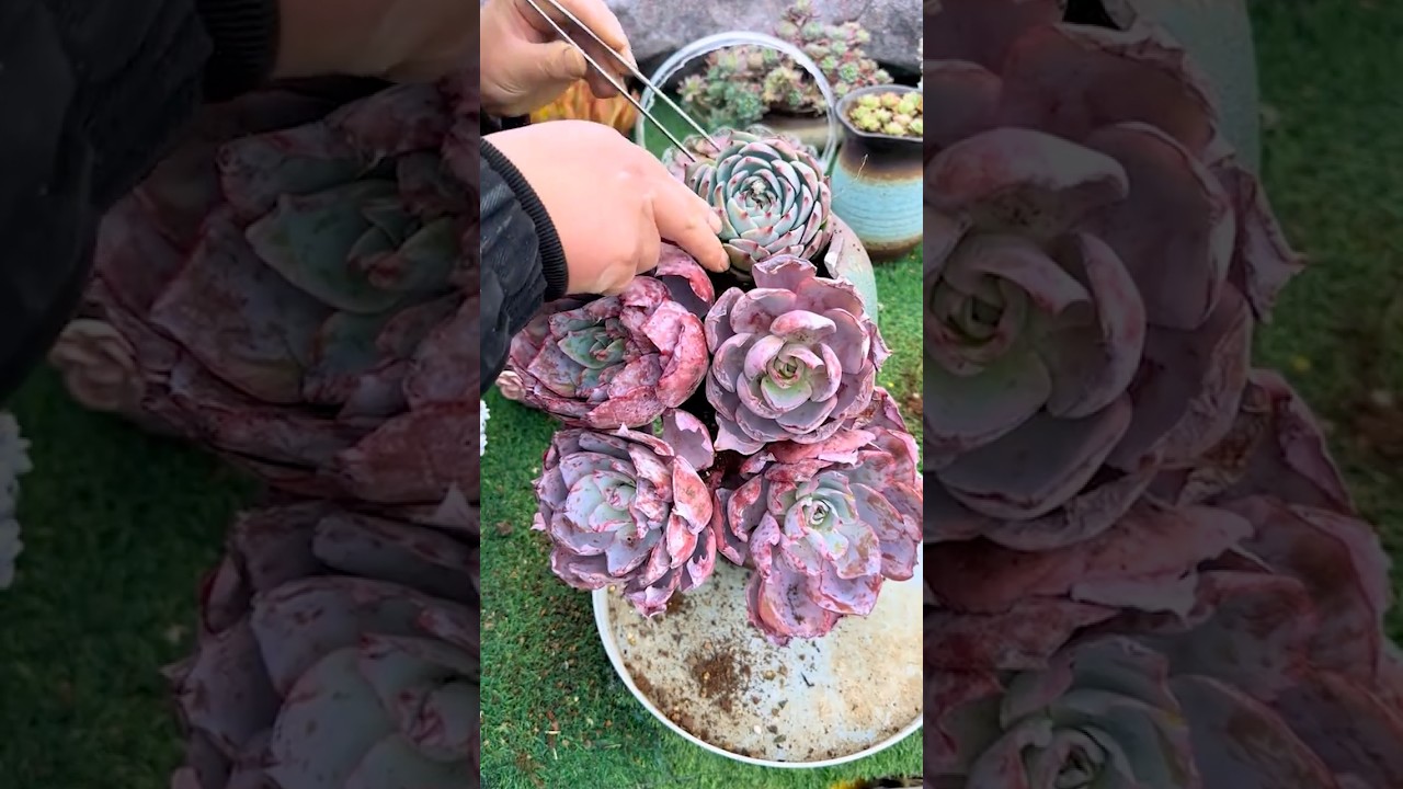 DIY Broken Pot Succulent Garden Ideas |