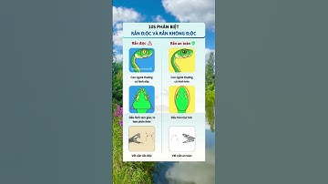 ⚡ Đừng Để Sự Chậm Chạp Lãng Phí! 10 Giây Phân Biệt Rắn Độc Và Rắn Không Độc! 🐍 #health #healthtips