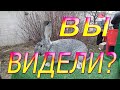 Ярмарка в Курске весна 2019 Куры,утка,перепела,кролики,голуби