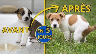 Apprendre la Propreté à son Chiot Rapidement (Si j’avais su….)