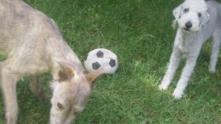 Bedlington Douglas & Lurcher Wallace.