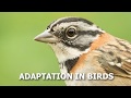 The Science of Flight: How Birds Adapt to Soar Through the Skies