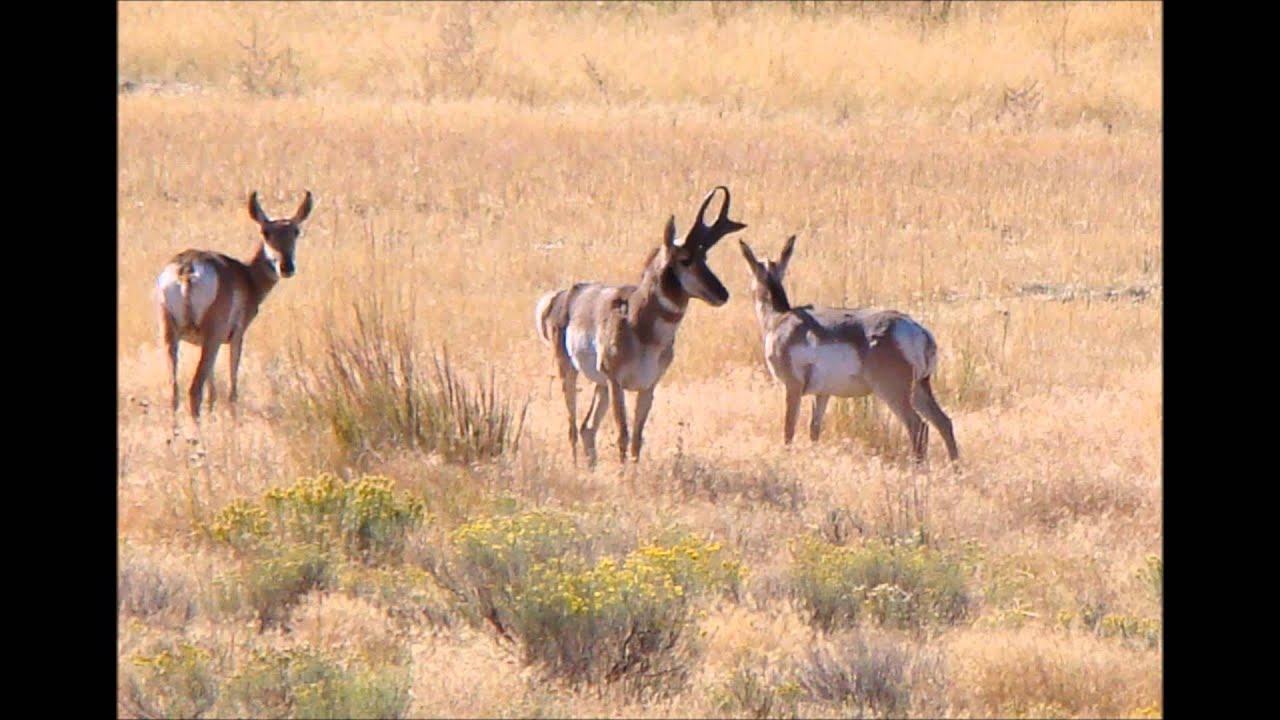 Oregon Pronghorn Grizzly Hunt Unit YouTube