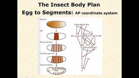BIOL 3406 Unit 2 3 1 Building Animals Insect Segmentation