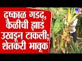 Solapur Drought News |  सोलापूर जिल्ह्यात दुष्काळाच्या झळा; 1 हजार केळीची झाडे उखडून टाकण्याची वेळ